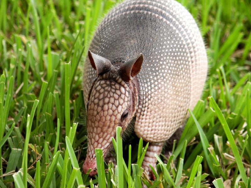 Armadillo Control Spring Hill, Zephyrhills, Dade City BugX