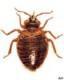 Bed Bugs Pest Library