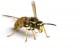 Bees & Wasps Pest Library