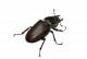 Beetles Pest Library