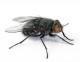 Flies Pest Library