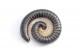 Centipedes & Millipedes Pest Library