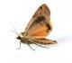 Moths Pest Library