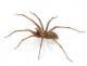 Spiders Pest Library