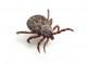 Ticks Pest Library
