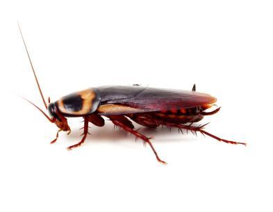 American-Roach