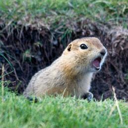 gopher